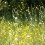 Understanding Spring Allergies and Immune Health